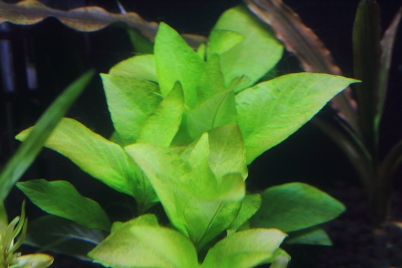 植栽から21日目